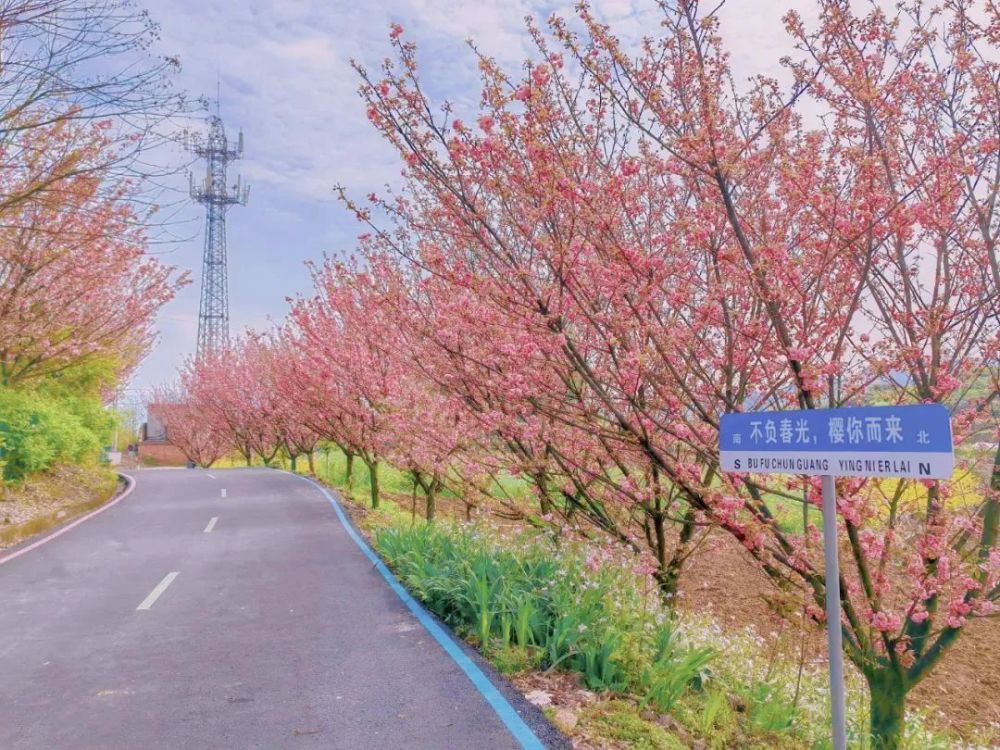 沙湾樱花基地图片