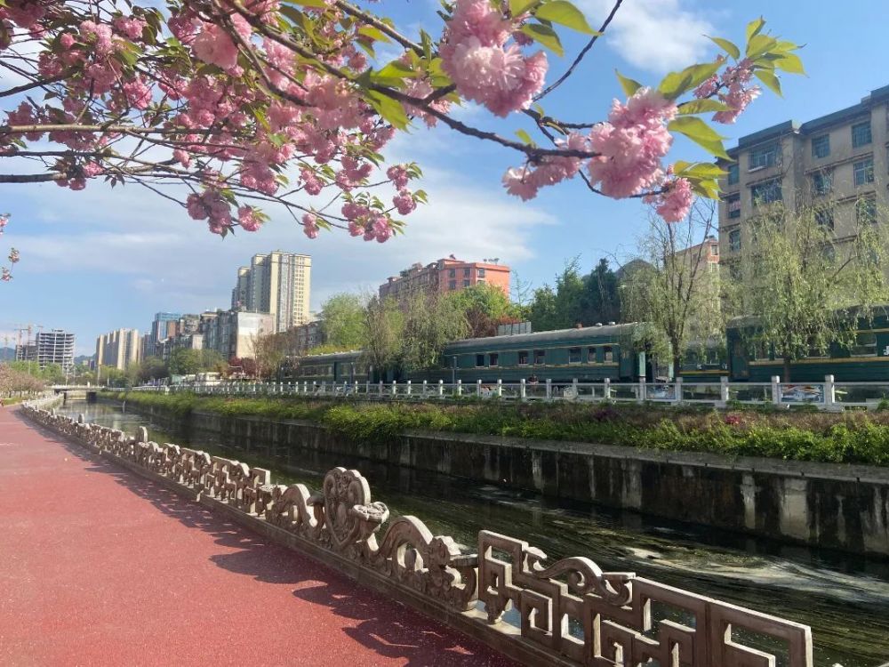 樱花也会为风盛开乘着春日好景色一起去赏花吧六盘水日报全媒体记者