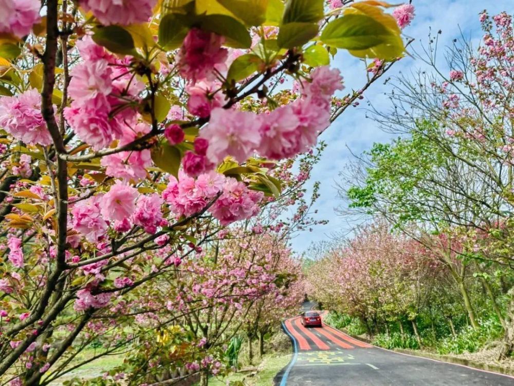 沙湾双山樱花基地图片