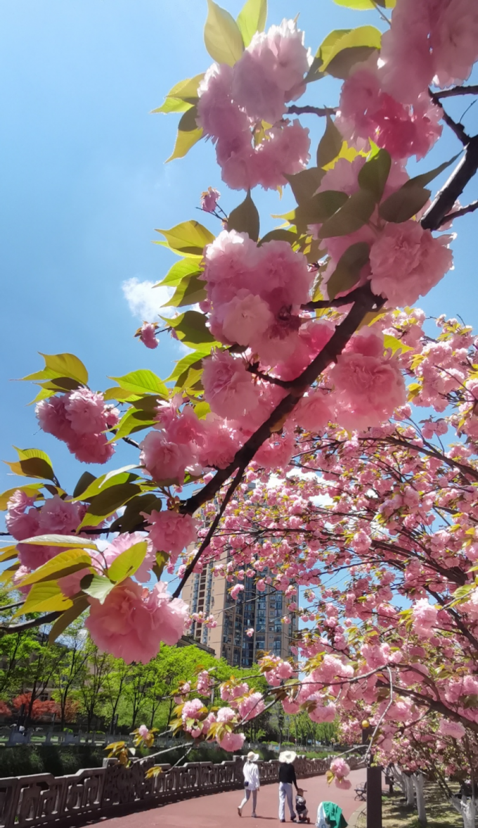 水城河畔赏樱正当时别负了你和春天这个约会