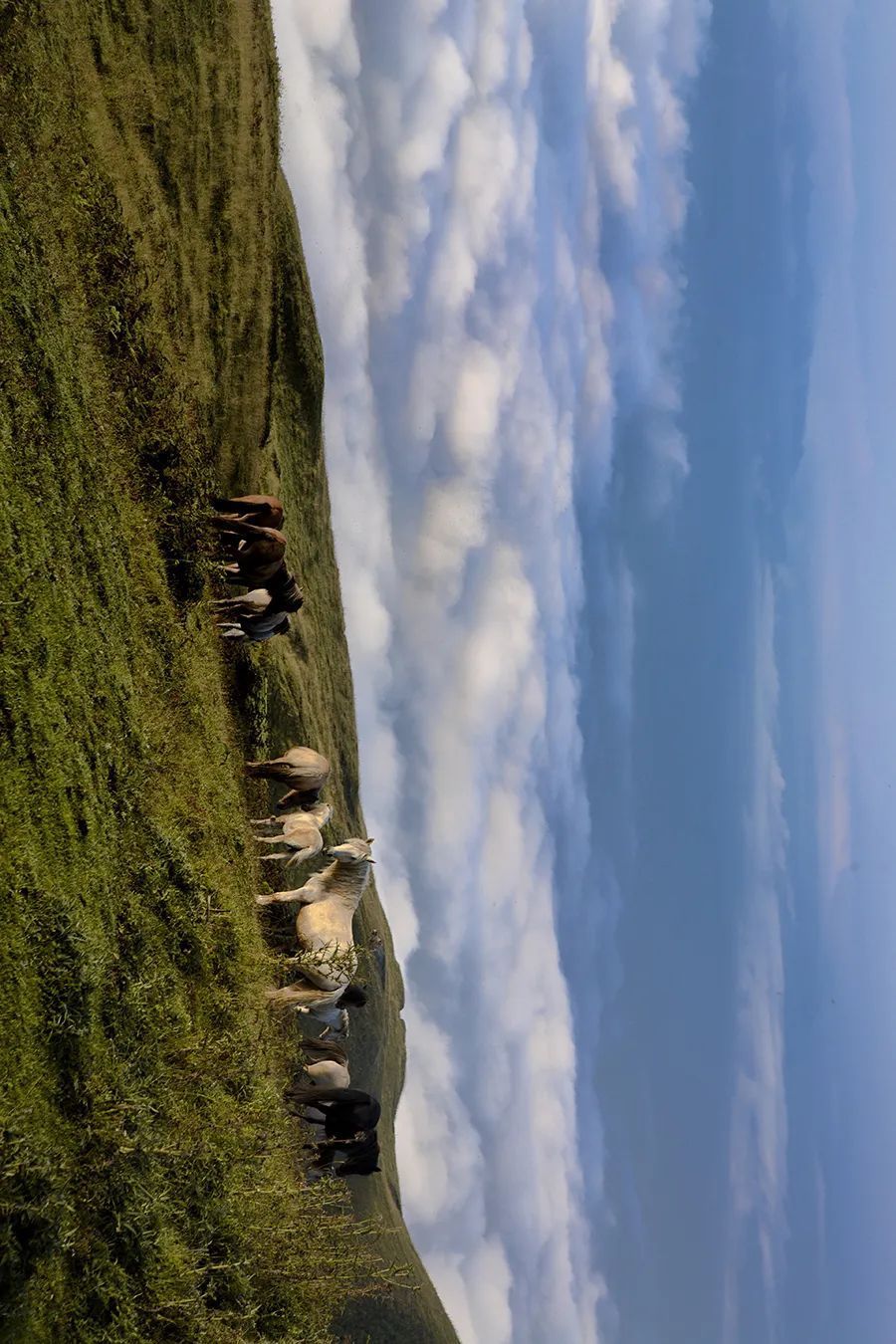 绿意盎然的马楠,正在向我们走来时常氤氲着春日最洁净的云海迎着春季