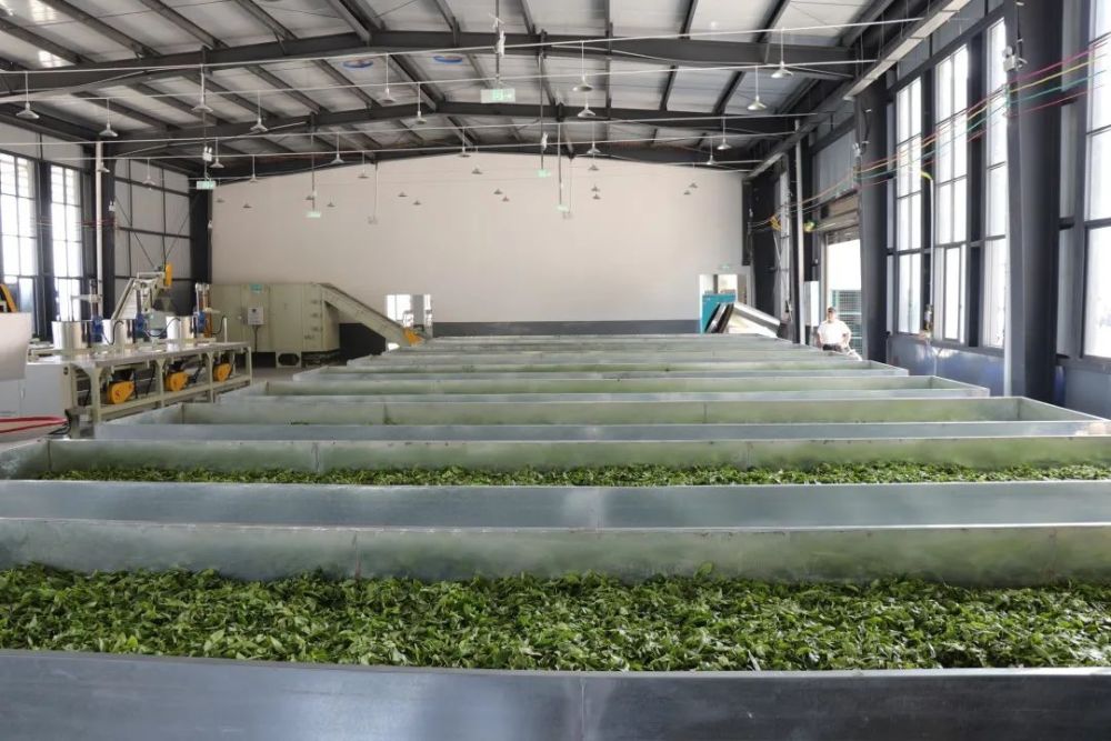 洛恩乡标准化茶叶加工厂正式投产使用