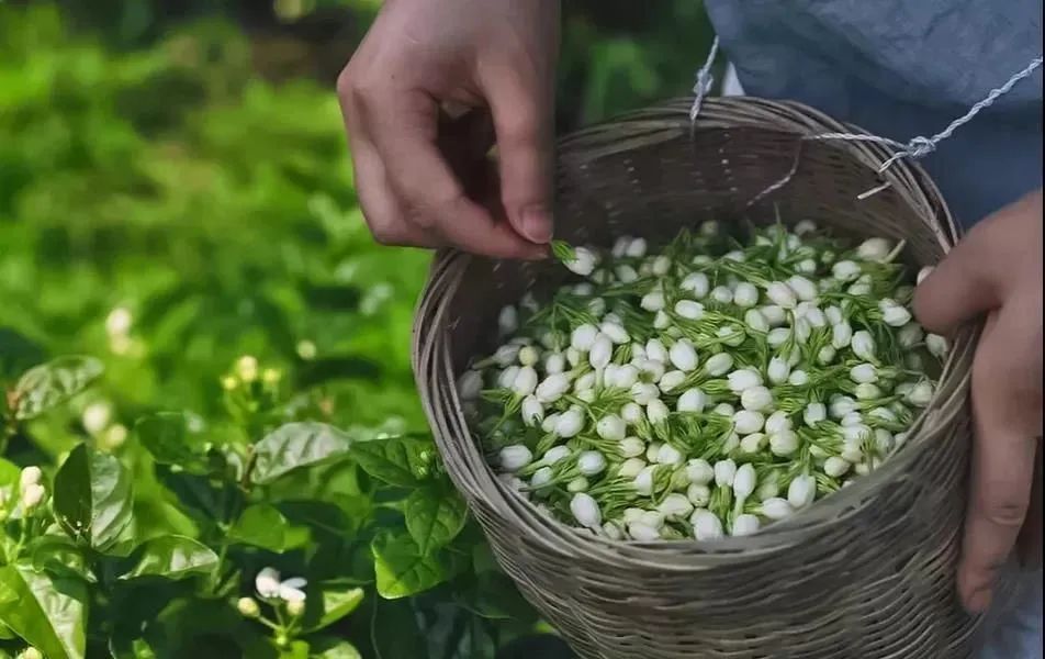 1万朵花制1斤茶横县三伏天茉莉手工采摘花香纯正古法制作一口甘甜