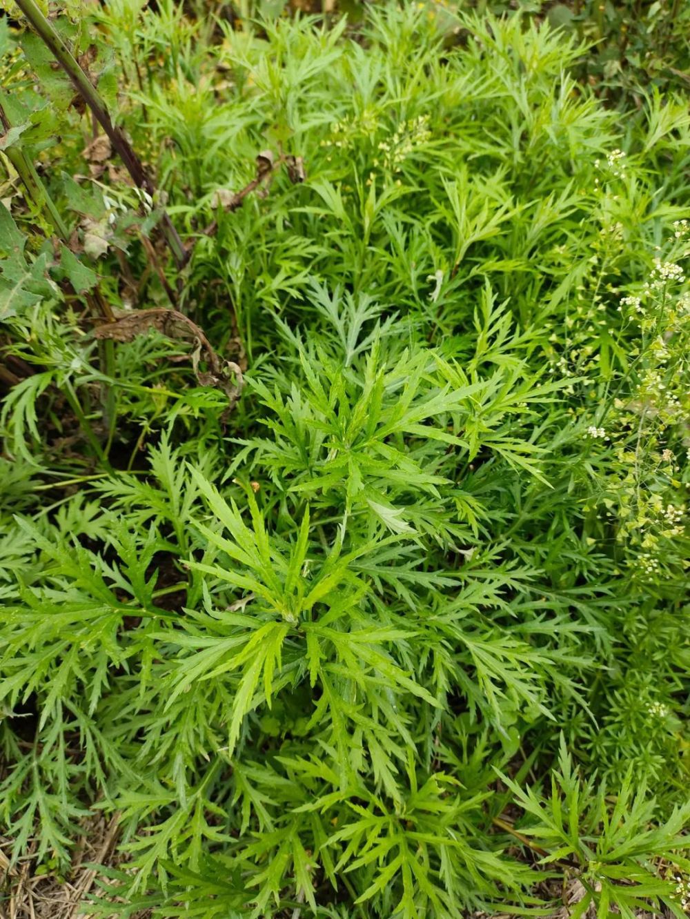 古代现代，古人今人，都只是长江做过的梦，来来去去丨周末读诗_腾讯新闻