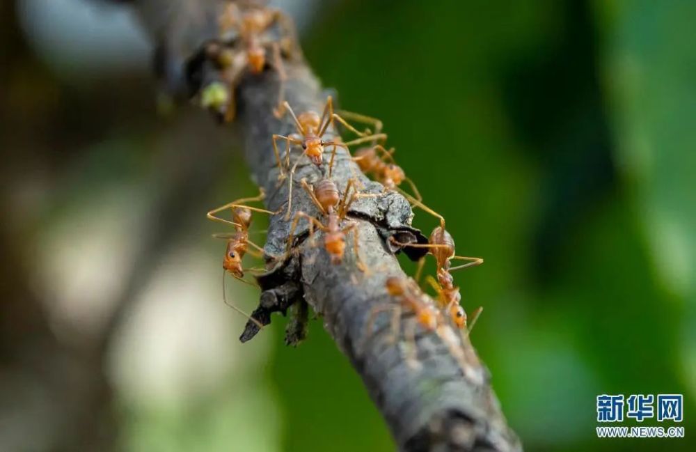 这种蚂蚁和红火蚁有啥区别?_腾讯新闻