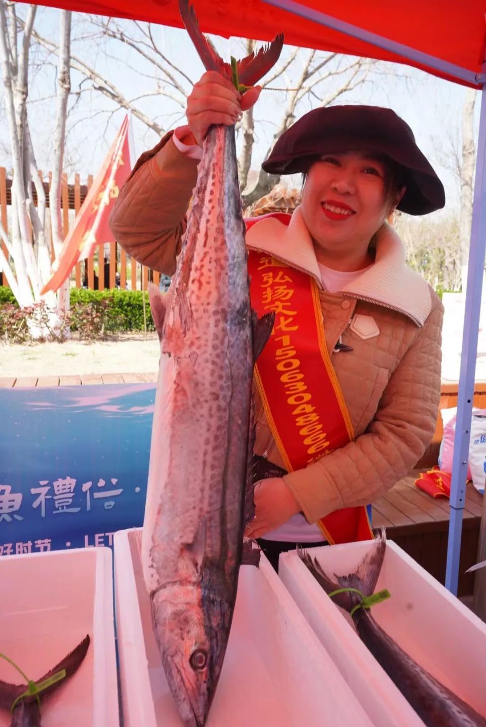 沙子口鲅鱼节今日开幕,鲜美的鲅鱼踏浪上岸