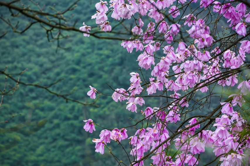 辛夷花开,漫山粉黛,快来沐川令牌山打卡