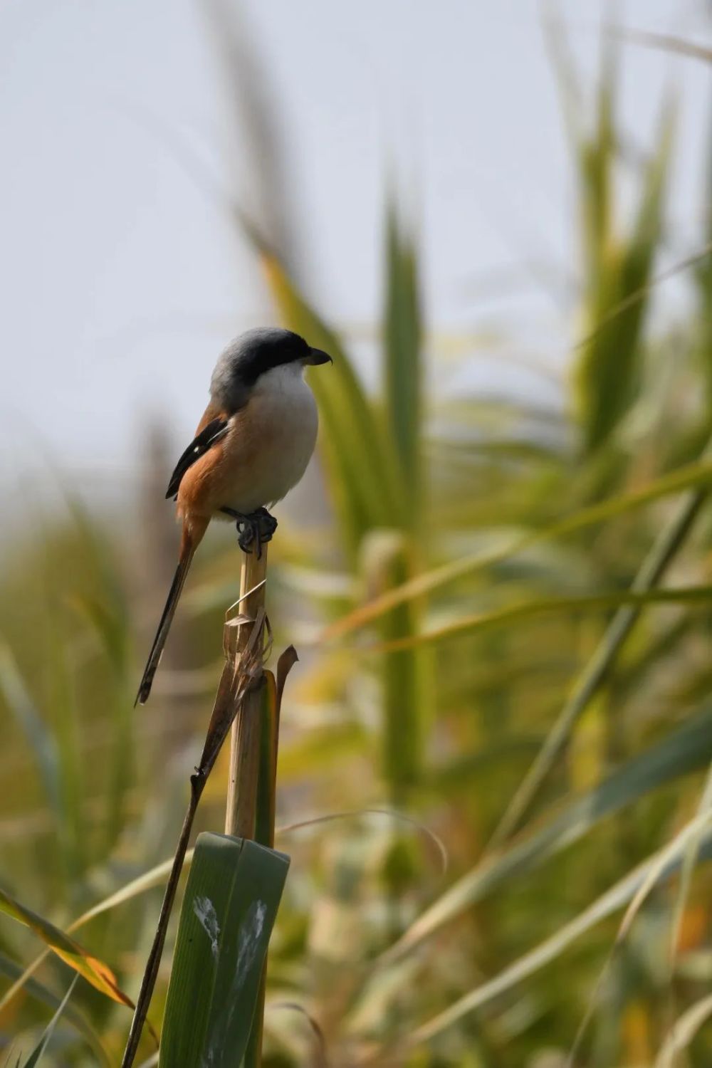 找个周末约上家人孩子,带上望远镜,长焦镜头,鸟类书籍,走进鸟鸣莺啼的