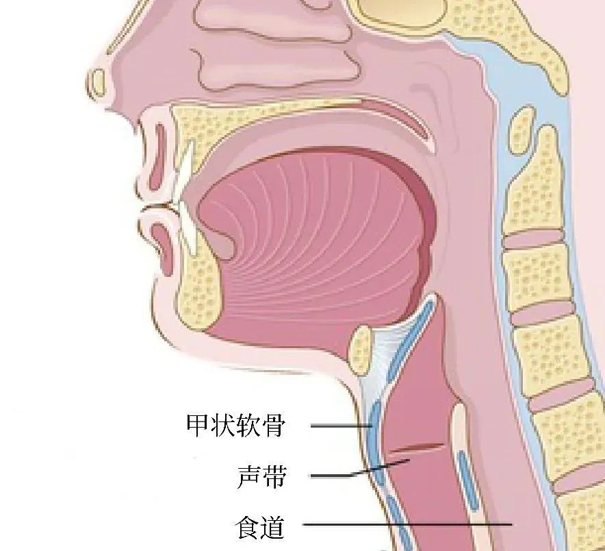 孩子声音嘶哑也会是种病？这些情况要注意_腾讯新闻