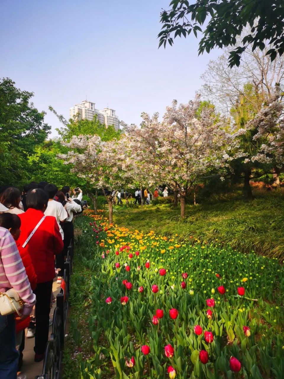 气温回升春光正好,郑州人民公园内游人如织赏花过周末_腾讯新闻