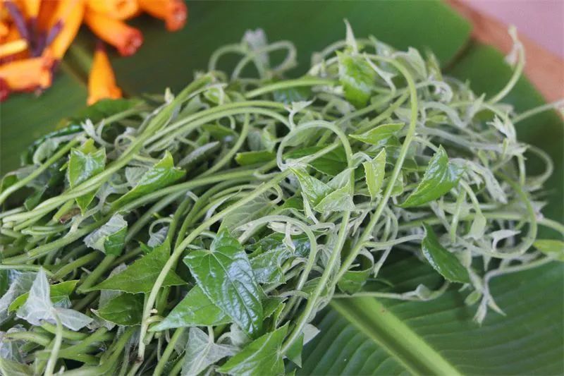 一天一点普洱(2709)有一种叫云南的生活丨来同心镇踏青食野菜,感受