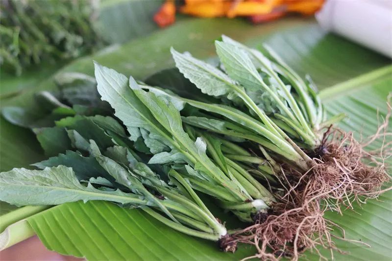 野白菜性凉,每年3—4月开始发新芽,嫩绿的叶子味苦,微辛,用来煮鸡蛋