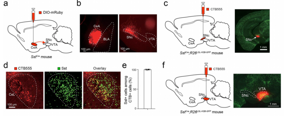 李波团队揭示中央杏仁核具有辨别好,坏刺激的能力_腾讯新闻