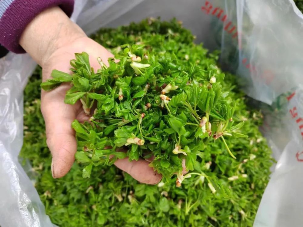 崇信:时令野菜五爪子抢"鲜"上市_腾讯新闻