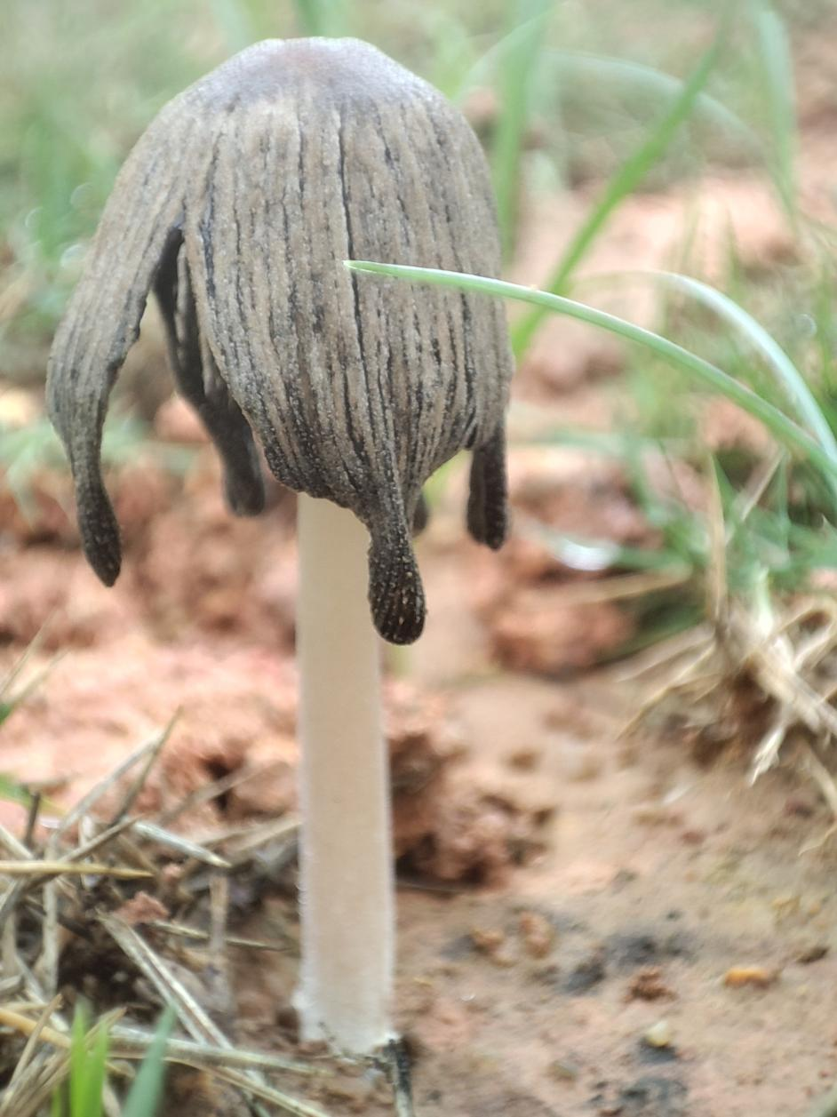 这朵已经耷拉下去了就出现了诡异的黑边像这朵蘑菇的菌盖边缘不过也不