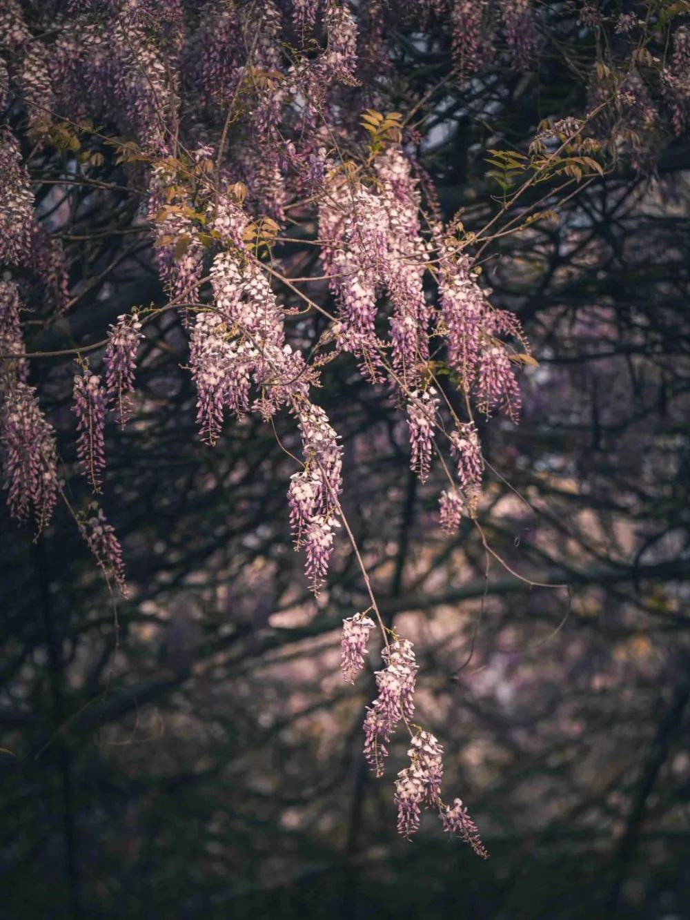 花廊（花廊架） 第5张