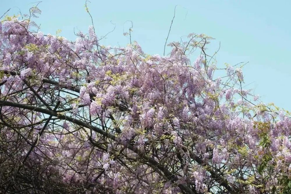 花廊（花廊架） 第8张