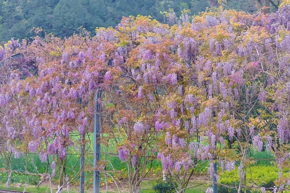 花廊（花廊架） 第14张