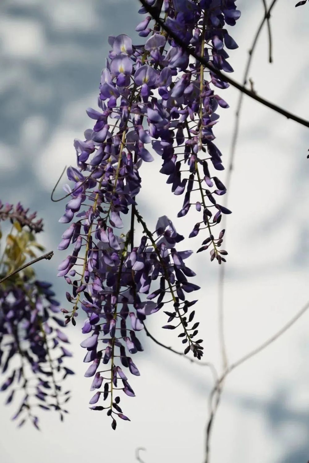 分享百年紫藤花开一大波美图来啦