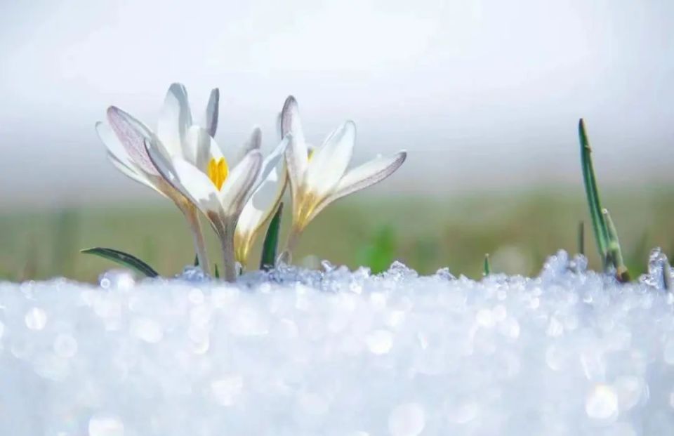 世界也带来独属于期盼已久的春天如约而至冰雪消融,万物复苏顶冰花