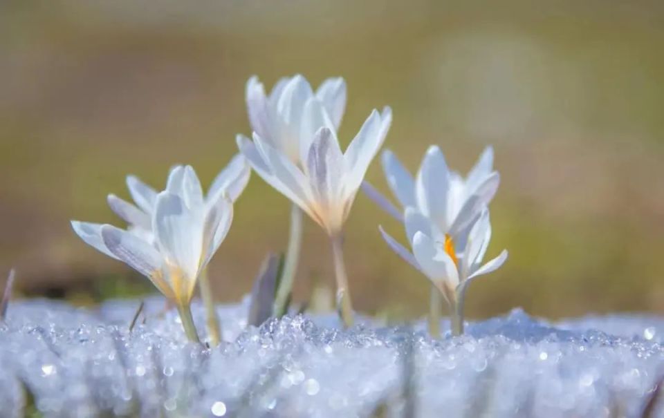 醉美新源绝美那拉提顶冰花开迎客来