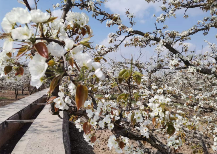 皋兰县2023年"梨韵什川"梨花会开幕