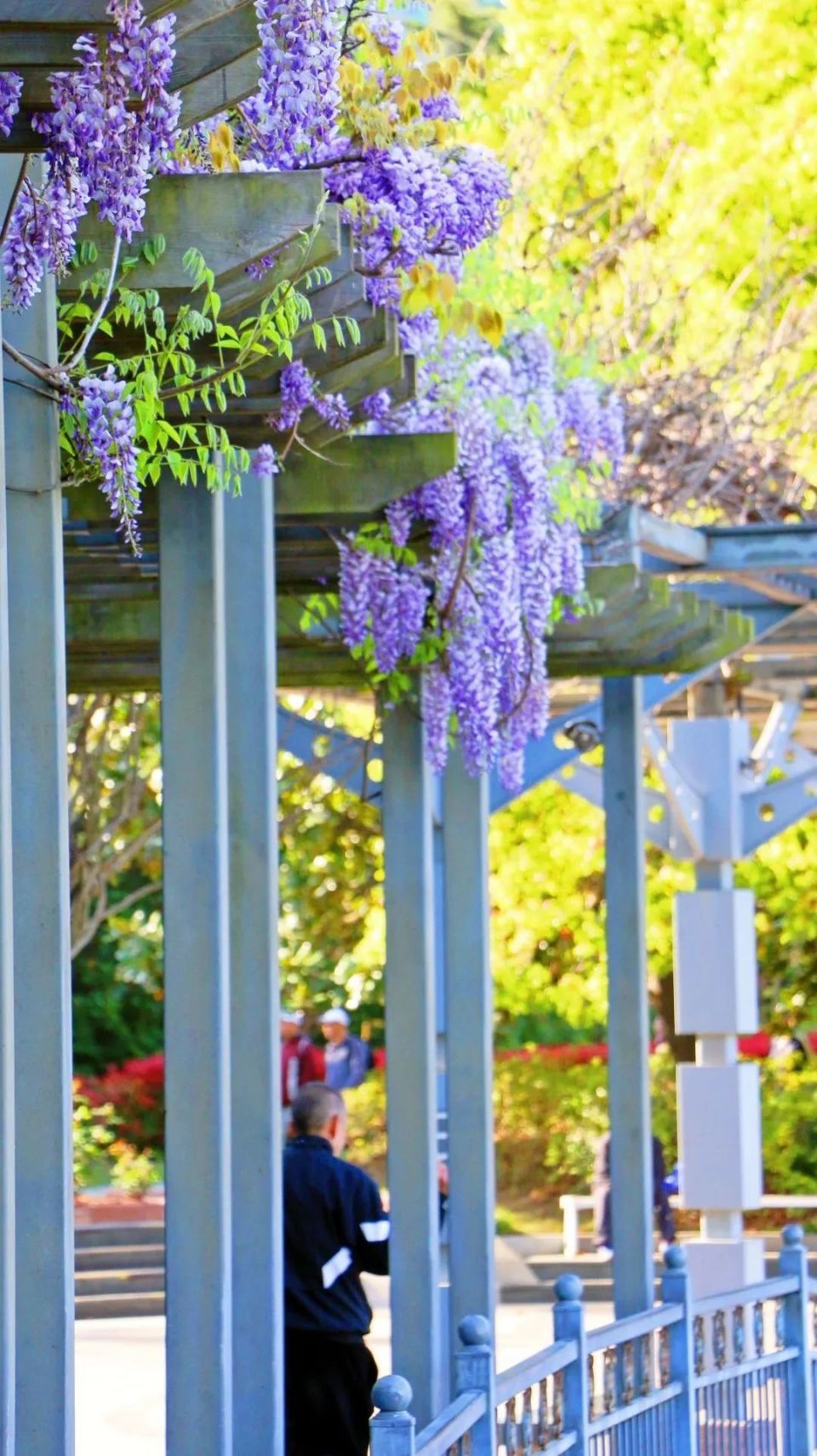 時分紫藤,冬季落葉春季開花黃興公園跟隨記者去現場看看～近日,楊浦多