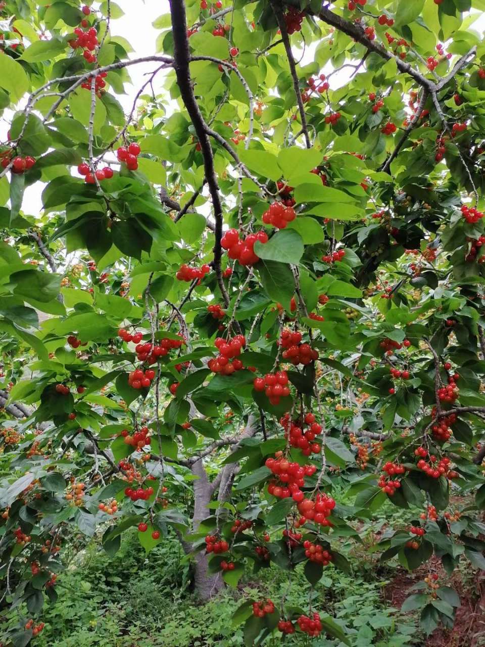 有一种叫云南的生活|昭通鲁甸樱桃文化旅游节本周日开幕