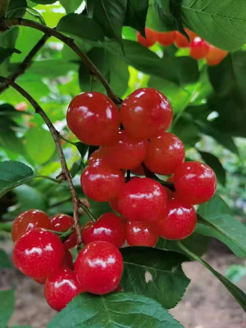 有一种叫云南的生活|昭通鲁甸樱桃文化旅游节本周日开幕