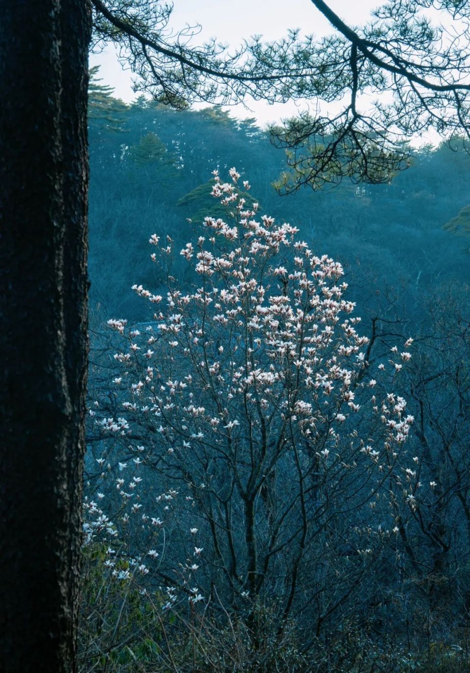 黄山玉兰迎来最佳观赏期_腾讯新闻