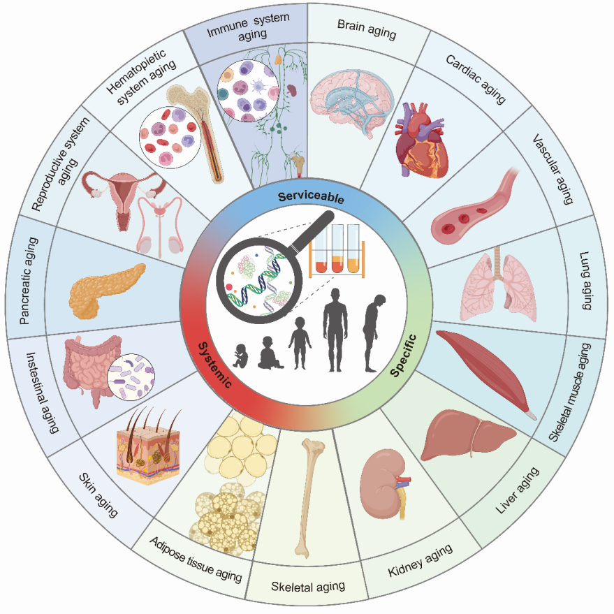 中國科學生命科學六十餘個研究組聯合發佈衰老標誌物重磅綜述