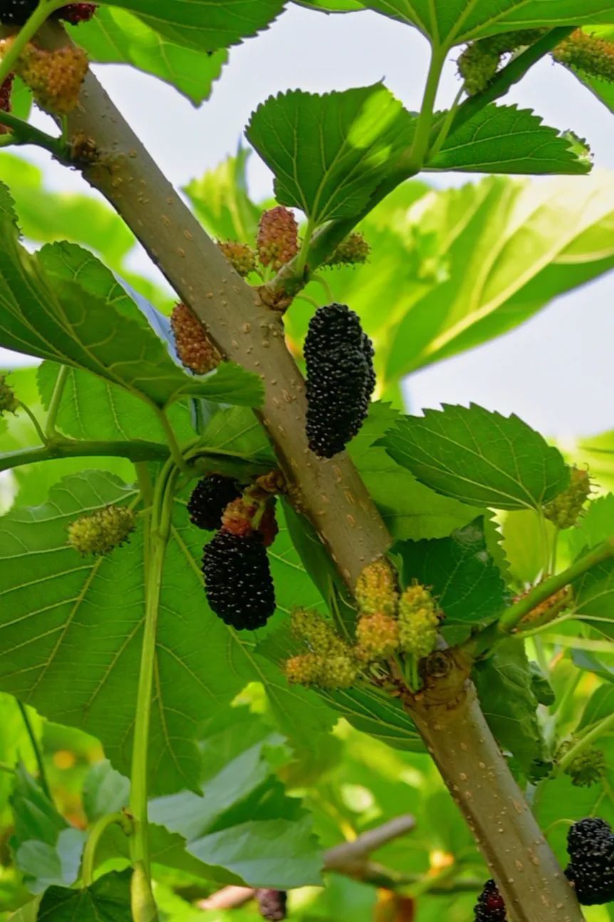桑葚林光照充足就在乐山63号自驾车营地乐山的桑葚熟了参差红紫熟方好