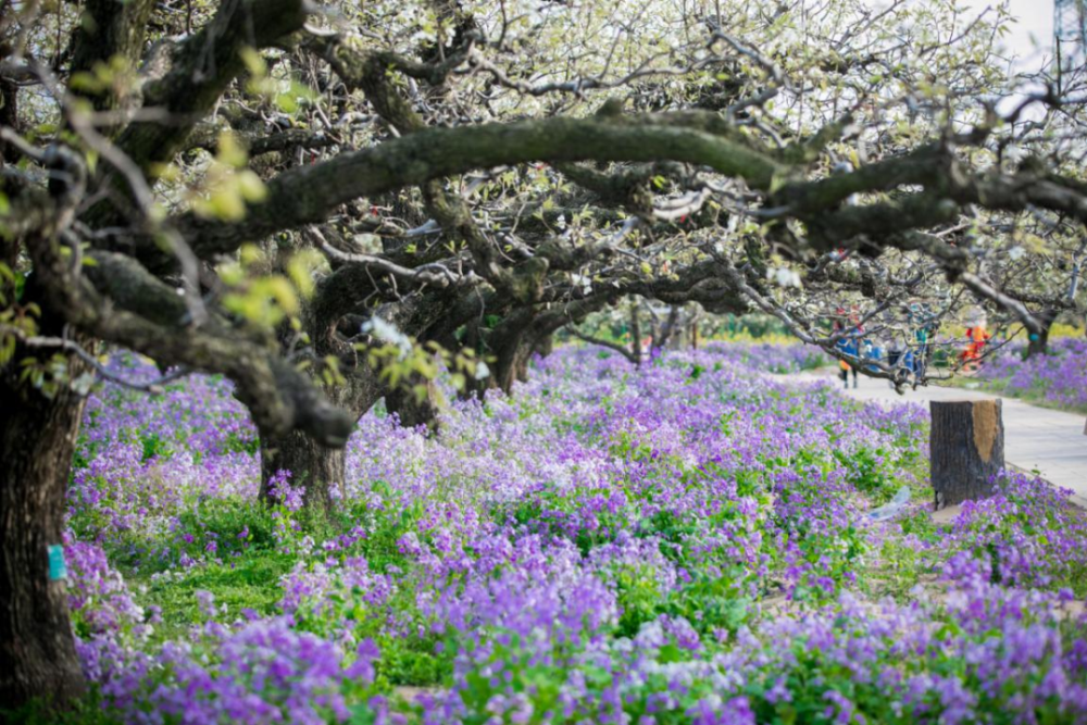 相约安徽向春而行丨宿州砀山一下梨花雪就惊艳了整个春天