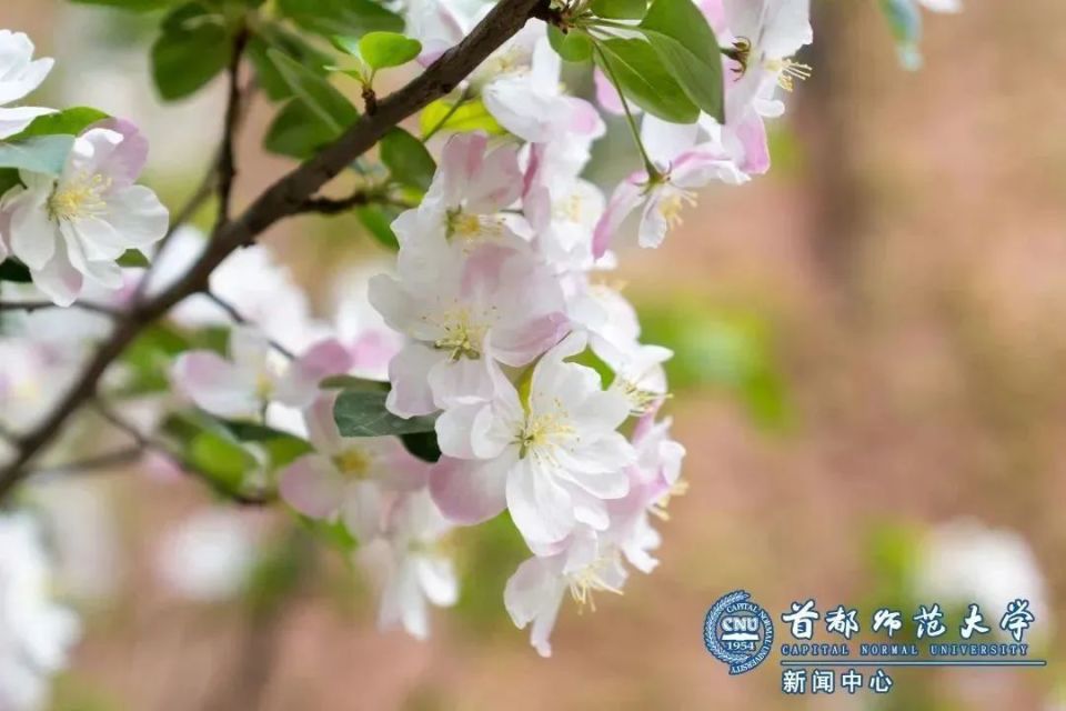 海棠花近看,嬌紅美麗遠看,層層疊疊胭脂點點,花開似錦— spring