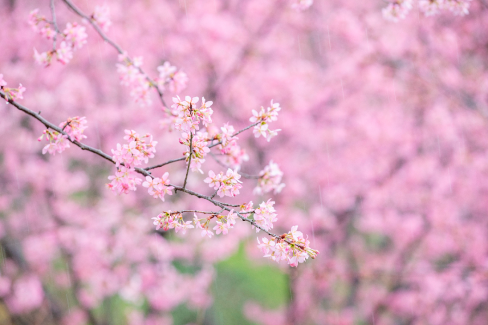 花廊（花廊架） 第23张