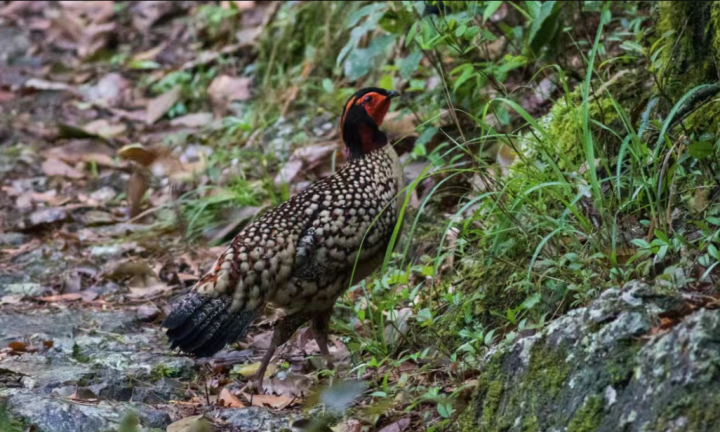 遂昌九龙山入选首批"浙江省观鸟胜地"名单_腾讯新闻