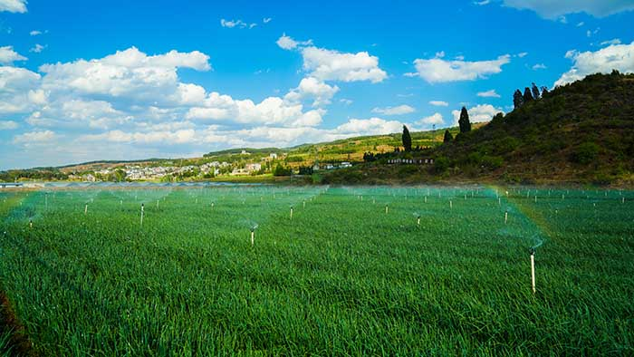 富源县竹园镇蒜出美好钱景