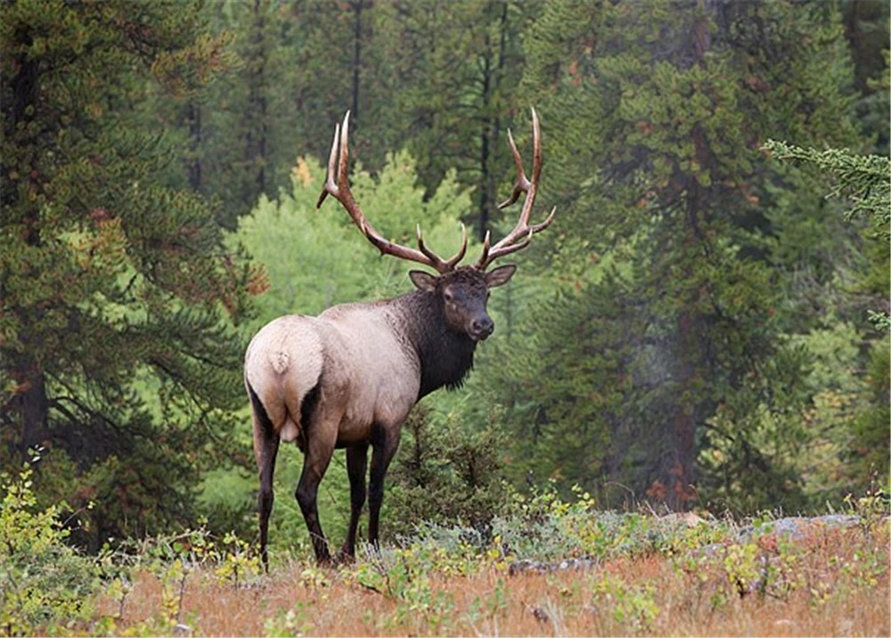 新龙县红外相机捕捉到国家一级保护动物白臀鹿活动_腾讯新闻