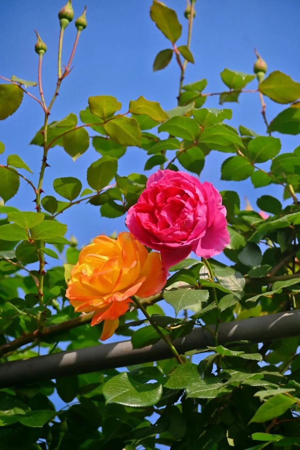 美炸了樂山這個鄉村藏著百畝玫瑰花海門票免費送