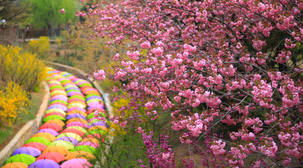 大连国际樱花节图片