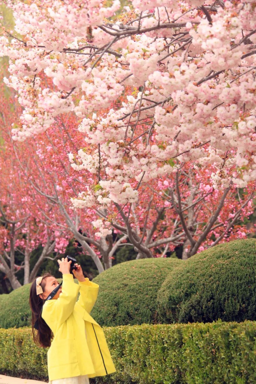 2023第十五届中国大连旅顺(国际)樱花节即将盛装启幕