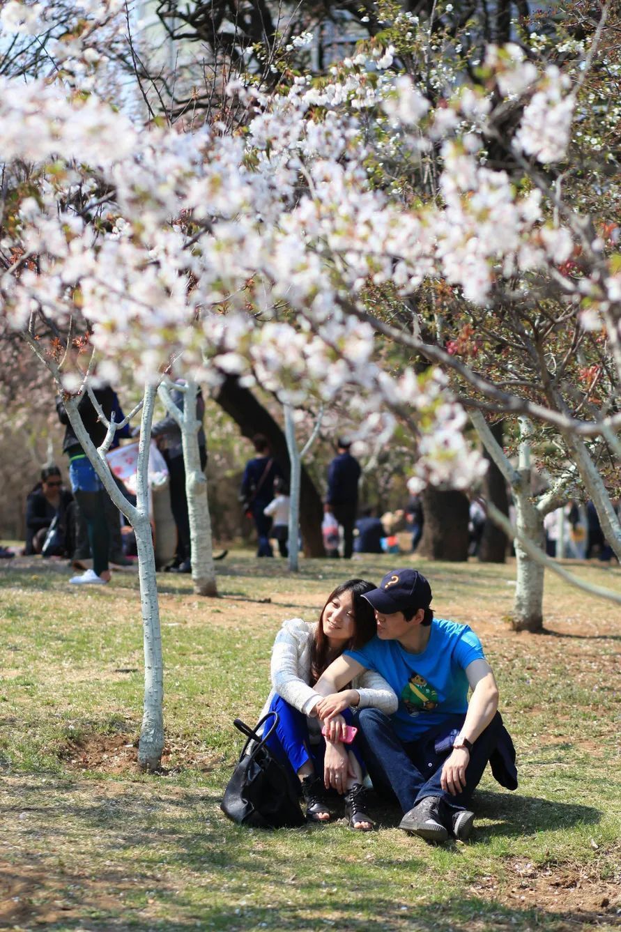 2023第十五届中国大连旅顺(国际)樱花节即将盛装启幕