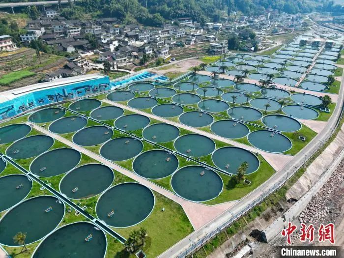 天全县鲟鱼基地图片