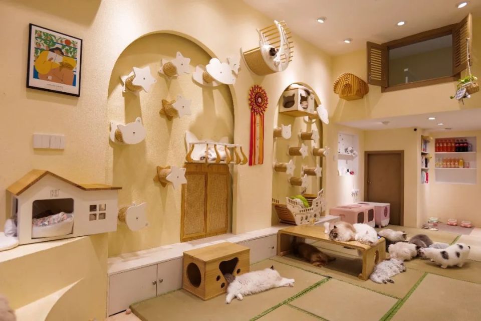 爪艾特家的猫舍·猫咖围绕簇拥的快乐吧!