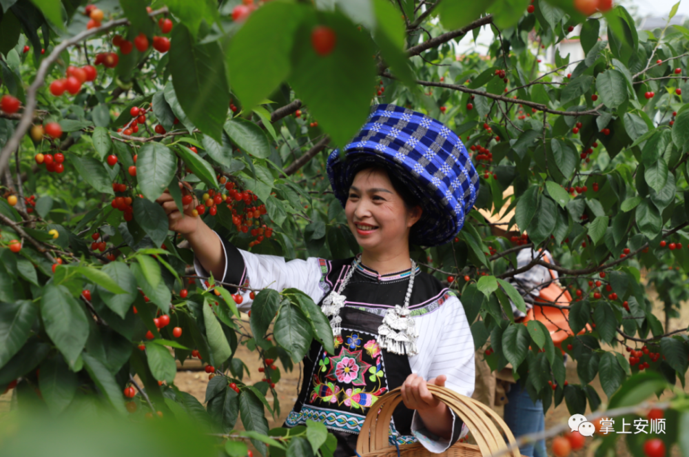 "樱"缘再续|镇宁樱桃红了,5万亩樱桃等你采