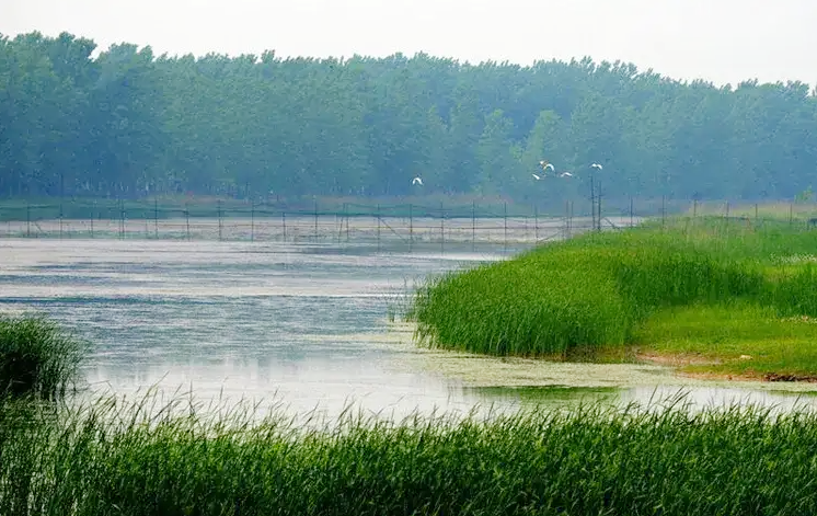 萧县黄河故道湿地保护区守护地球之肾人人有责
