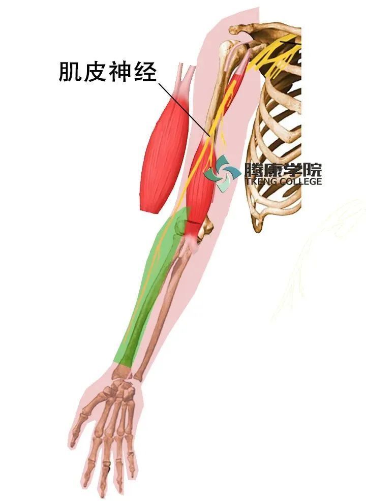 肌皮神經(c5~c7):起自臂叢外側束,分佈於肱二頭肌,肱肌,喙肱肌,前臂