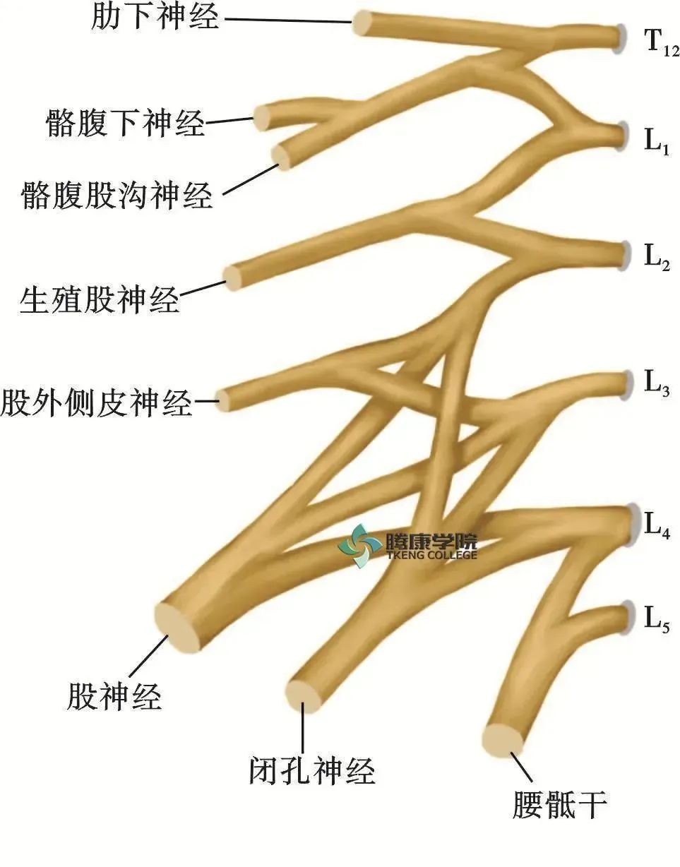 最全脊神經系統彙總臨床醫生必備