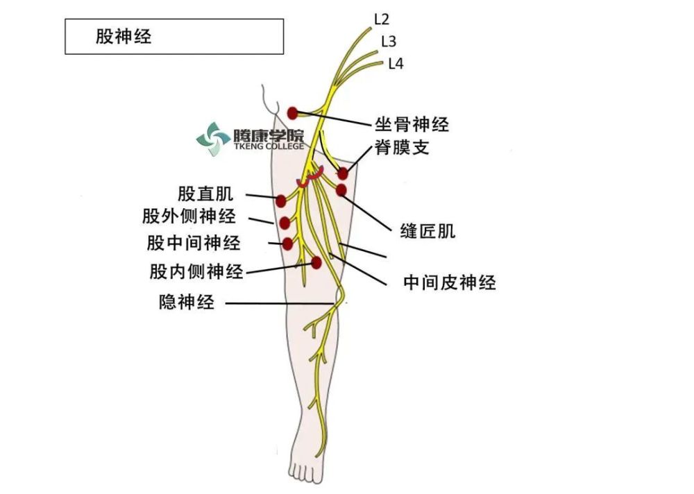 闭孔神经支配图片