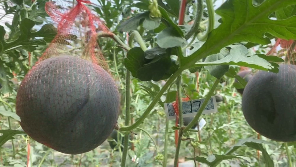 麦盖提县"黑珍珠"西瓜抢鲜上市!